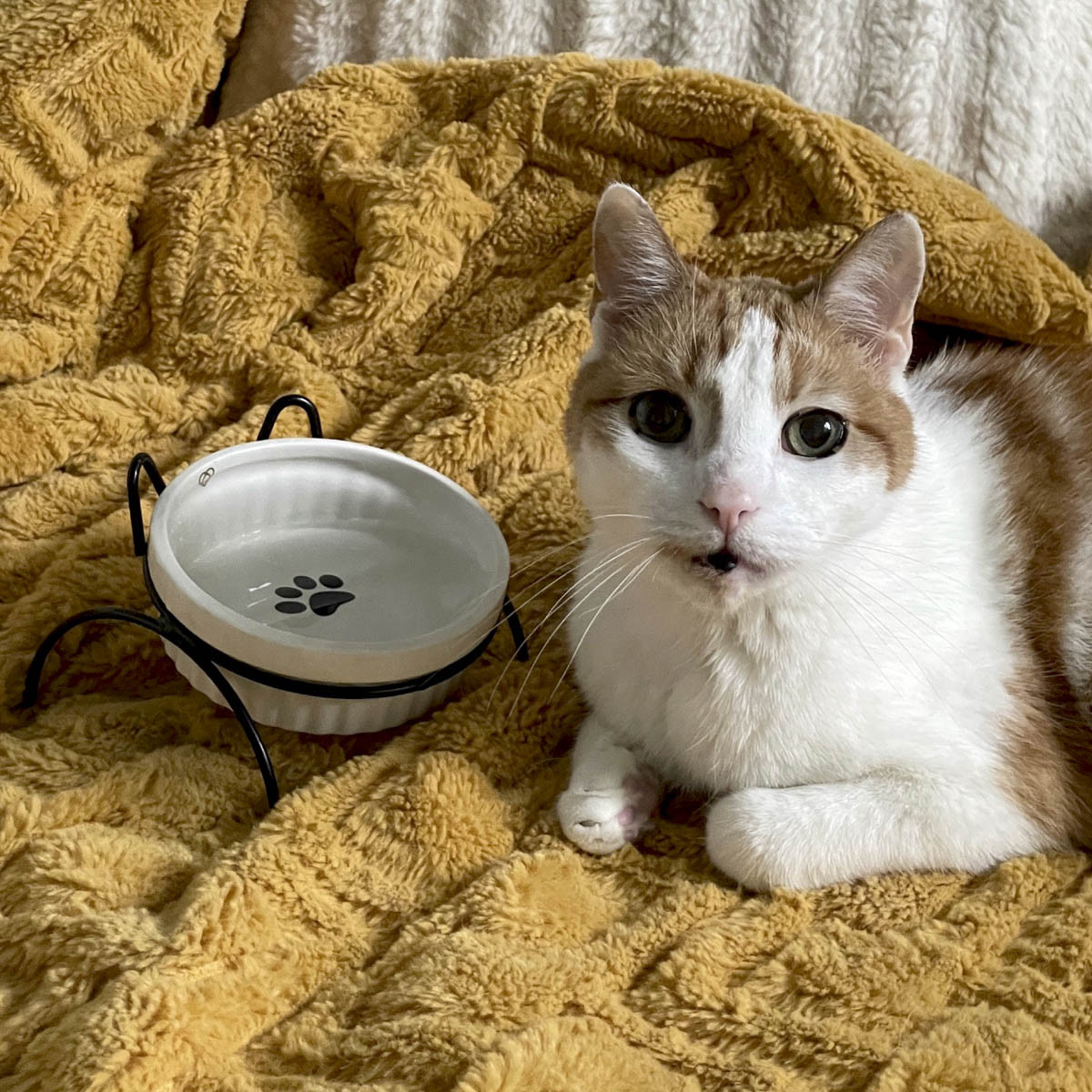 Miska CATTY bílá na kovovém stojanu 848563